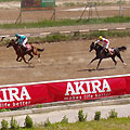 New hippodrome