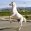 Turkmen horse