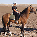Turkmen horses