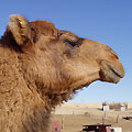 Camel