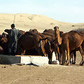Camels