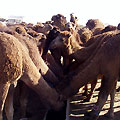 Eating camels