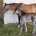 Shamengli farm stud