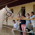 Shamengli farm stud