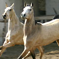 Shamengli farm stud