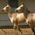 Shamengli farm stud