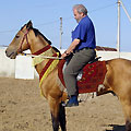 Shamengli farm stud