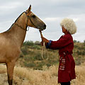 Shamengli farm stud