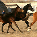 Shamengli farm stud