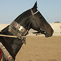 Horse decoration