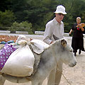 Golden fleece tour