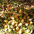 Quince — ��������� ������. ����