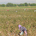 Uzbekistan cotton — �������������� ������