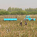 Uzbekistan cotton — �������������� ������