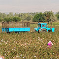Uzbekistan cotton — �������������� ������
