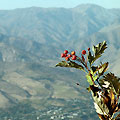 Mountain fruit — ������ ������. ���������� ����