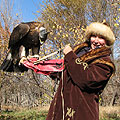 Golden Eagle hunting
