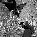 Eagle hunting  — ��������� �����