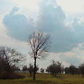 Sky over forest — ���� ��� �����