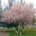 Spring in the Tashkent