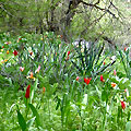 Tulipa kaufmanniana
