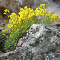 Nature of Ugam-Chatkal National Park