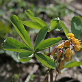 Nature of Ugam-Chatkal National Park
