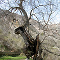 Nature of Ugam-Chatkal National Park