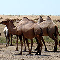 Camels in Nurata
