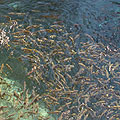 Holy spring "Chashma"  — Holy spring with lots of fish "marinka, ensuring the purity of spring 
"�����" - ������ �������� �� ���������� ��� "�������", �������������� ������� �������