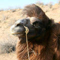 Kyzyl-Kum camel — ������������ ��������