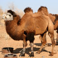 Kyzyl-Kum camels — ������������ ��������