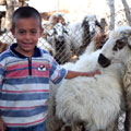 The little shepherd — ��������� ������