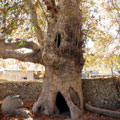 The old Nokhur plane tree — ������ ��������� ������