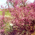 Nature of Arnasay