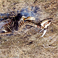 Nature of Arnasay