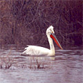 Nature of Arnasay