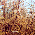 Nature of Arnasay