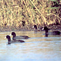 Nature of Arnasay