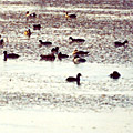 Nature of Arnasay