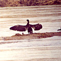 Nature of Arnasay