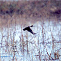 Nature of Arnasay