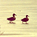 Nature of Arnasay