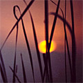 Nature of Arnasay
