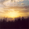 Nature of Arnasay