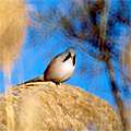 Nature of Arnasay
