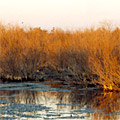 Nature of Arnasay