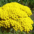Brichmulla