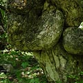 Brichmulla