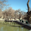 Bukhara pictures